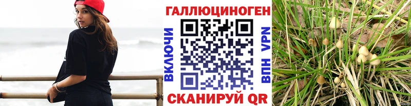 купить наркоту  Лаишево  Псилоцибиновые грибы GOLDEN TEACHER 